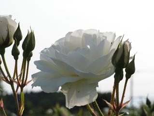 「南房総の房総不動産田舎暮し千葉県」サイトの花（バラ）